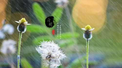 清明節(jié)前面的一個節(jié)氣是什么節(jié)氣