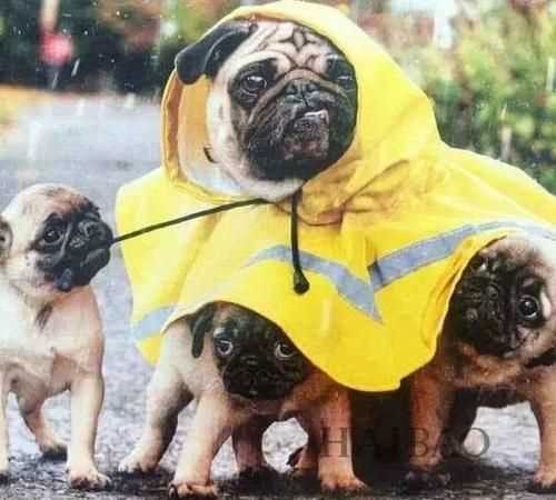 下雨前小動物身上有哪些預(yù)兆