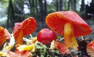 小學(xué)食品安全知識(shí)毒蘑菇