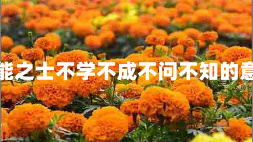 智能之士不學不成不問不知的意思
