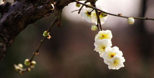 梅花詩典故