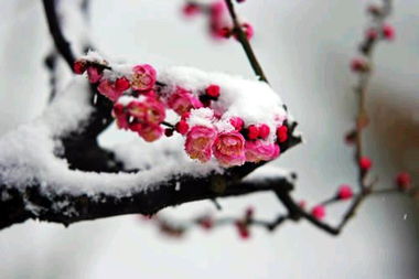 典故,梅花