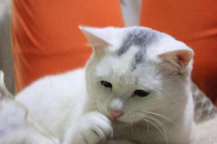 泰迪犬典故