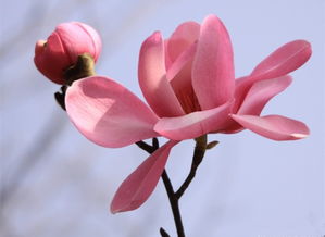 辛辛夷花典故
