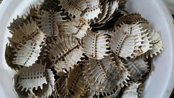 甲魚(yú),典故