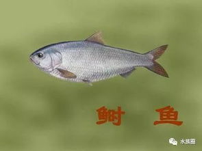 與魚(yú)有關(guān)的典故