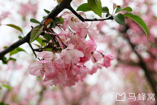 典故,賞花