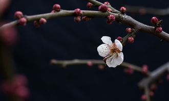 折盡梅花典故