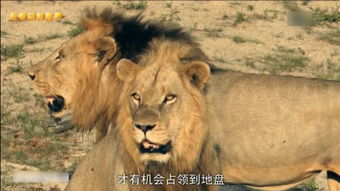八獅的典故