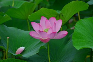 荷花的傳說(shuō)典故