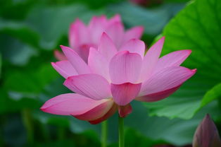 荷花的典故和傳說(shuō),關(guān)于荷花的典故,荷花的文化和典故