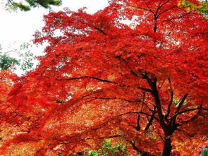 紅葉的典故簡(jiǎn)短的