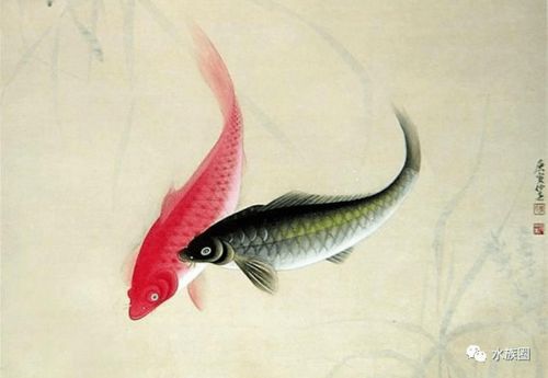 鯉魚(yú)典故