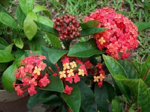 龍船花典故