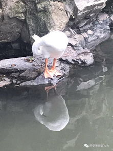 鵝的典故
