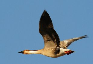 九尾鳥(niǎo)典故