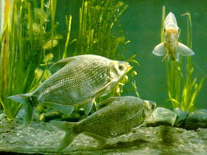 武昌魚(yú)典故