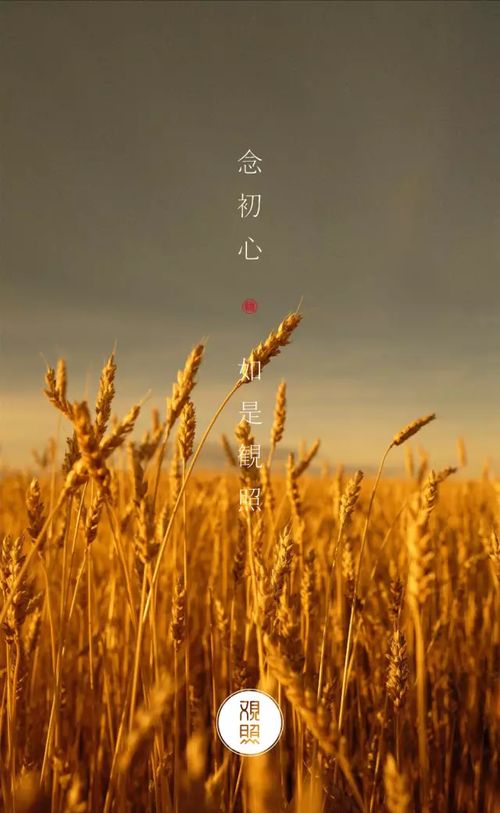 麥子典故