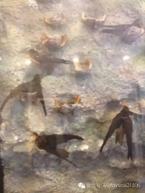 窩的典故