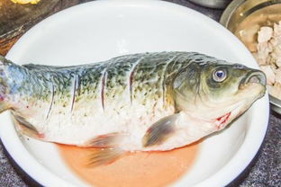 過(guò)江魚(yú)典故