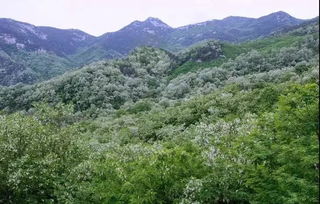 槐花節(jié)策劃方案