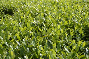 白沙綠茶策劃方案