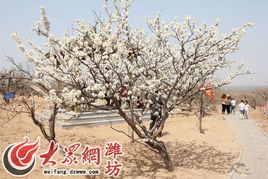 山陽梨花節(jié)降菇事行策劃方案