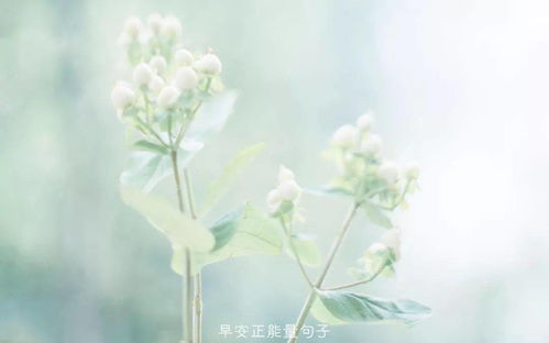 早上朋友圈正能量句子老師版