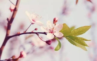 贊美桃花正能量句子