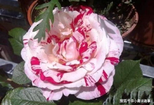 句子,能量,養(yǎng)花