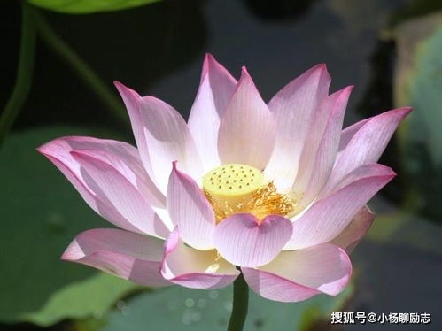 勵志女人自強(qiáng)的正能量句子文字版