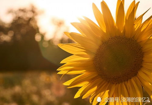 早上正能量吸引朋友圈的句子,早上正能量滿(mǎn)滿(mǎn)的朋友圈的句子,早上發(fā)朋友圈的句子正能量幽默