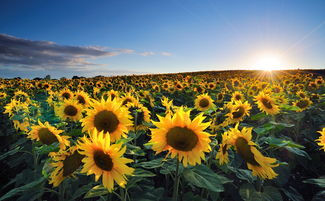 草原唯美句子簡(jiǎn)短正能量