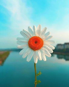 俏皮可愛的正能量句子