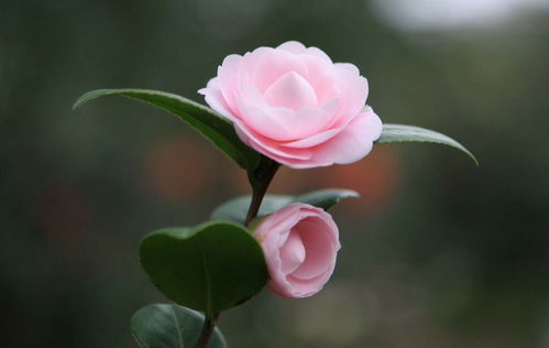 描寫(xiě)山茶花開(kāi)的正能量句子
