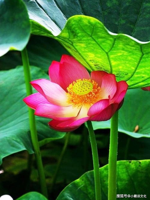 積極向上正能量的句子八個(gè)字,激勵孩子積極向上正能量的句子,工作積極向上正能量的句子