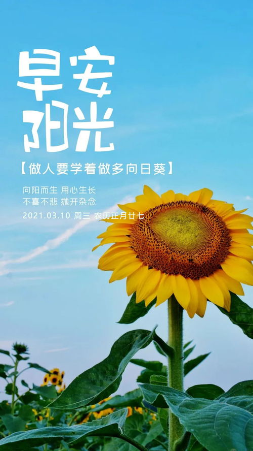 早上好努力正能量句子帶字