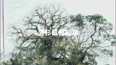 洛杉磯棕櫚泉