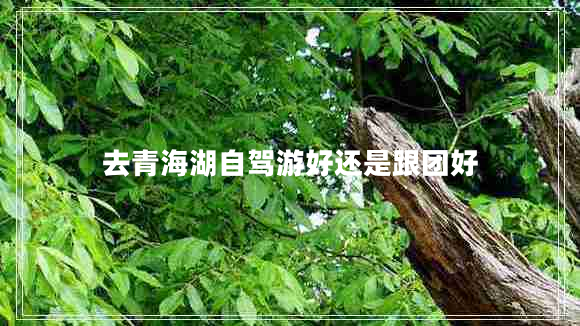 去青海湖自駕游好還是跟團好