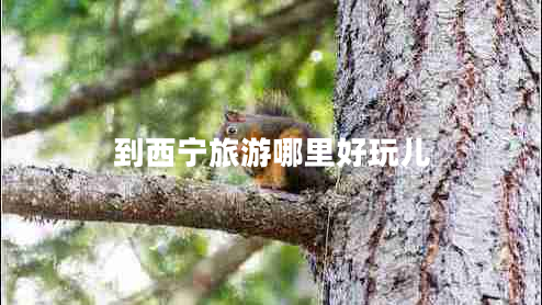 到西寧旅游哪里好玩兒