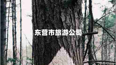 東營市旅游公司