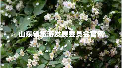 山東省旅游發(fā)展委員會(huì )官網(wǎng)
