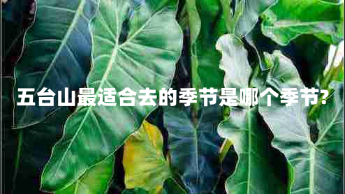 五臺山最適合去的季節是哪個(gè)季節?