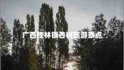 廣西桂林銀杏樹(shù)旅游景點(diǎn)