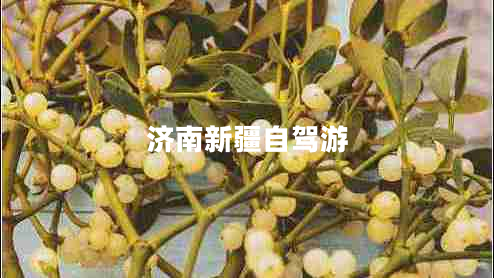 濟南新疆自駕游