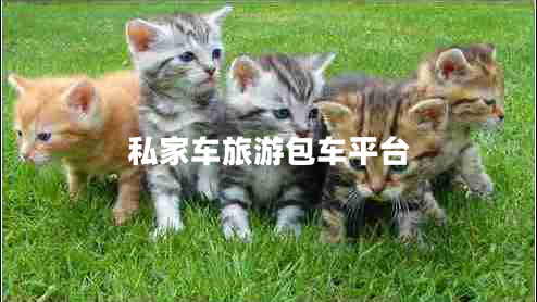 私家車(chē)旅游包車(chē)平臺