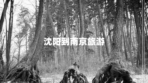 沈陽(yáng)到南京旅游