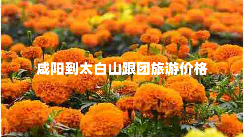 咸陽到太白山跟團(tuán)旅游價格