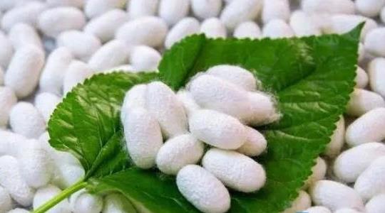 養蠶一年能賺多少錢(qián)