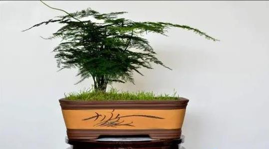 文竹的養殖方法和注意事項